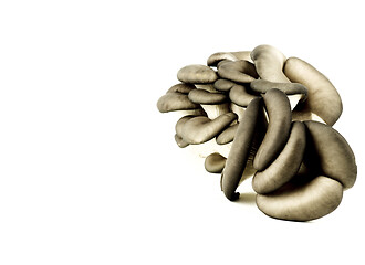 Image showing Raw Oyster Mushrooms