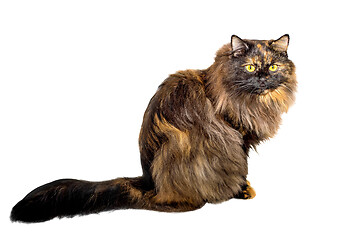 Image showing Adult cat tortoiseshell coloring, isolated. Cute tricolor cat on a white background. Studio photography cut out for design or advertising.