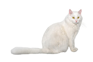 Image showing Adult cat, isolated. Cute big white cat on a white background. Studio photography cut out for design or advertising.