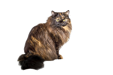 Image showing Adult cat tortoiseshell coloring, isolated. Cute tricolor cat on a white background. Studio photography cut out for design or advertising.