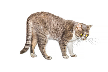 Image showing Adult cat, isolated. Cute gray cat on a white background. Studio photography cut for design or advertising.