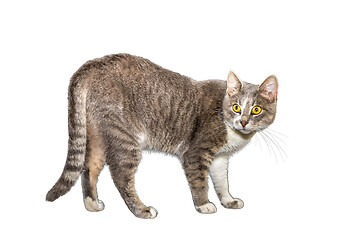 Image showing Adult cat, isolated. Cute gray cat on a white background. Studio photography cut for design or advertising.