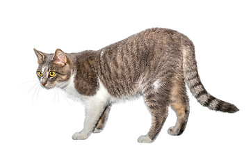 Image showing Adult cat, isolated. Cute gray cat on a white background. Studio photography cut for design or advertising.