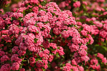 Image showing Flowers pink hawthorn. Tree pink hawthorn