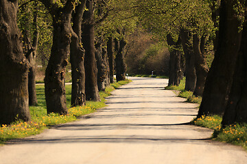 Image showing asphalt road and tree alley in spring