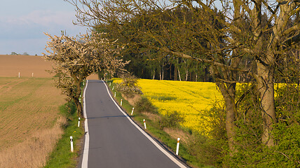 Image showing road with trees in spring