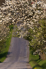 Image showing road with alley of apple trees in bloom
