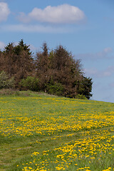 Image showing spring rural summer landscape 