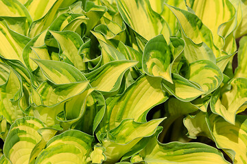 Image showing spring green leaves plant for background use