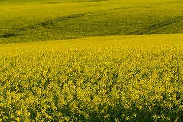 Image showing Yellow rape field in spring