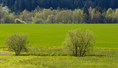 Image showing spring rural summer landscape 