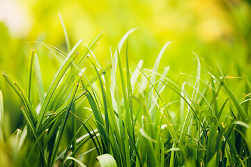 Image showing fresh green grass plant background