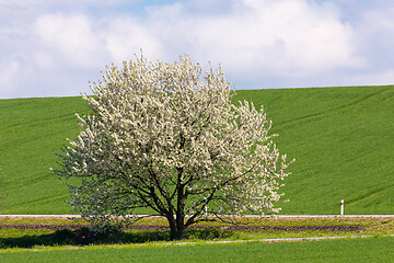 Image showing spring blooming tree in countryside