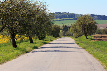 Image showing road with alley of apple trees in bloom