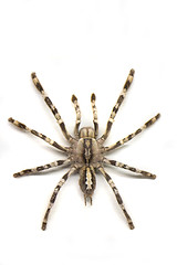 Image showing spider