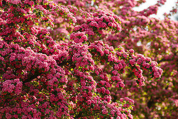 Image showing Flowers pink hawthorn. Tree pink hawthorn