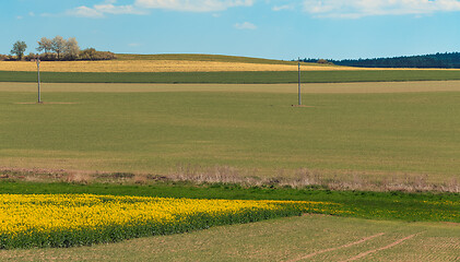 Image showing Yellow and green spring field in countryside