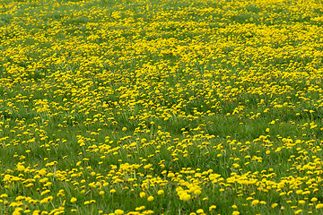 Image showing Dandelion springtime meadow