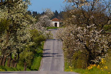 Image showing road with alley of apple trees in bloom