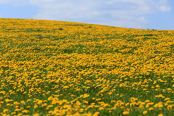 Image showing spring flowers dandelions with blue sky