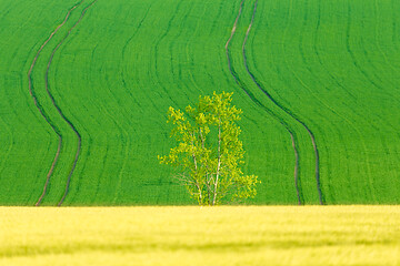 Image showing Yellow and green spring field