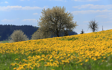Image showing Field of spring flowers dandelions