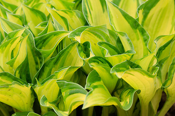 Image showing spring green leaves plant for background use