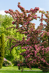 Image showing Flowers pink hawthorn. Tree pink hawthorn