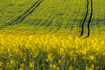 Image showing Yellow rape field in spring