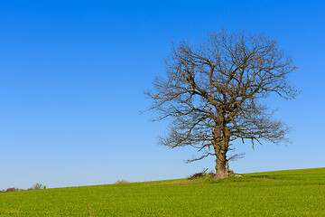 Image showing alone spring tree on a green meadow with blue sky