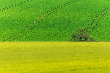 Image showing Yellow and green spring field