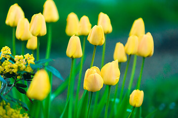 Image showing yellow flower Tulip in garden