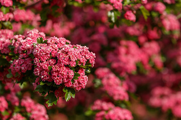 Image showing Flowers pink hawthorn. Tree pink hawthorn