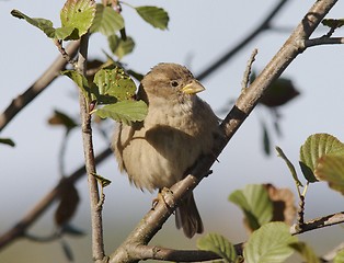 Image showing House Sparrow. 