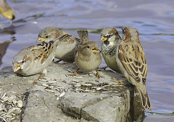 Image showing House Sparrow. 