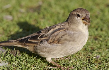 Image showing House Sparrow. 