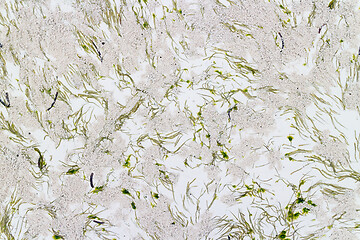 Image showing Abstract seaweed pattern on the beach sand