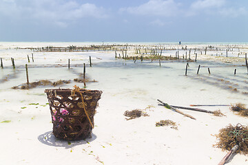 Image showing Rows of seaweed on a seaweed farm, Paje, Zanzibar island, Tanzania
