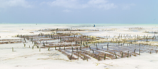 Image showing Local african woman working on seaweed farm in kitesurfing lagoon near Paje village, Zanzibar island, Tanzania