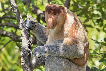 Image showing Nose-Monkey in Borneo