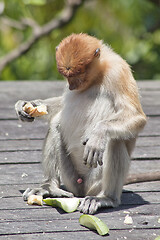 Image showing Nose-Monkey in Borneo