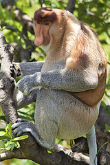 Image showing Nose-Monkey in Borneo