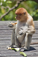 Image showing Nose-Monkey in Borneo