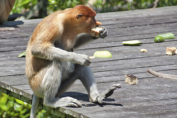 Image showing Nose-Monkey in Borneo