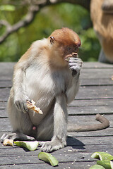 Image showing Nose-Monkey in Borneo