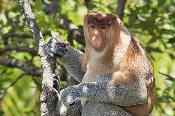 Image showing Nose-Monkey in Borneo