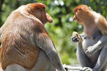 Image showing Nose-Monkey in Borneo