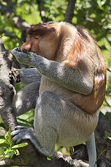 Image showing Nose-Monkey in Borneo