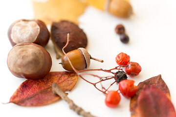 Image showing chestnuts, acorn, autumn leaves and rowanberries