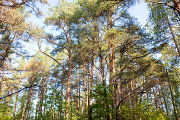 Image showing mixed summer forest